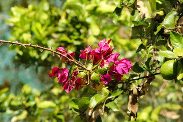 Fototapeta premium Flor