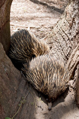 the two echidnas are searching for ants