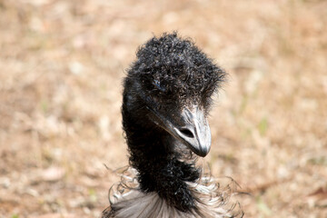 this is a close up of an Australian emu