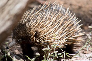 the echidna is similar to the ant eater