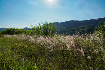 Fototapeta na wymiar nature grass and blue sky