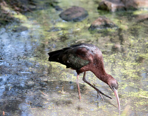 the glossy ibis is standing in water searching for food
