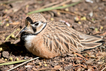 the inland dotterel is resting on twigs and leaves