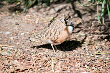 the inland dotterel is looking for food