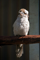 the laughing kookaburra is standing on a branch
