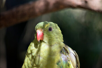 this is a close up of a regent parrot