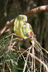 the regent parrot is perched on a branch of a bush