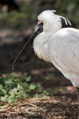 this is a side view of a royal spoonbill