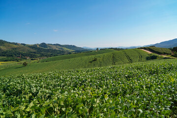 the bean farm in region country