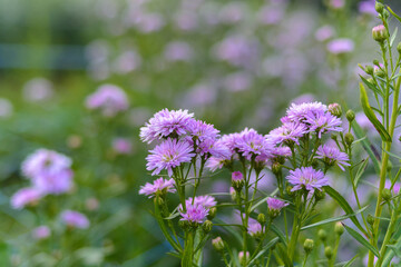 Obraz premium violet flower in park