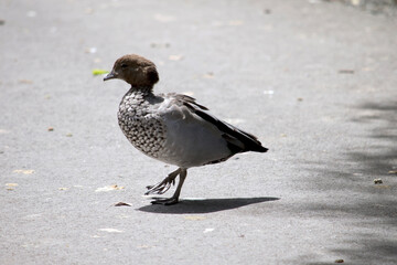 this is a side view of an Australian wood duck