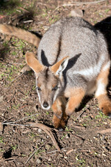 the yellow footed rock wallaby has a long tail