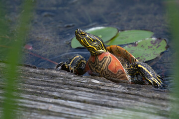 Painted Turtle climbing a log