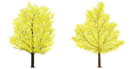Ginko Trees detailing illustration / White Background - 417047935