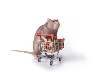 A wild breed rat has collected peanuts in a supermarket cart to buy in stock on a white background