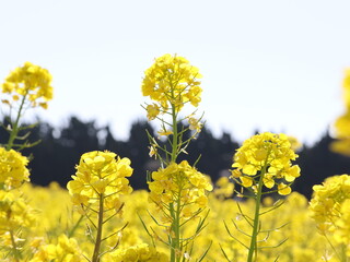 Obraz premium 菜の花