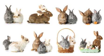Cute fluffy Easter rabbits on white background