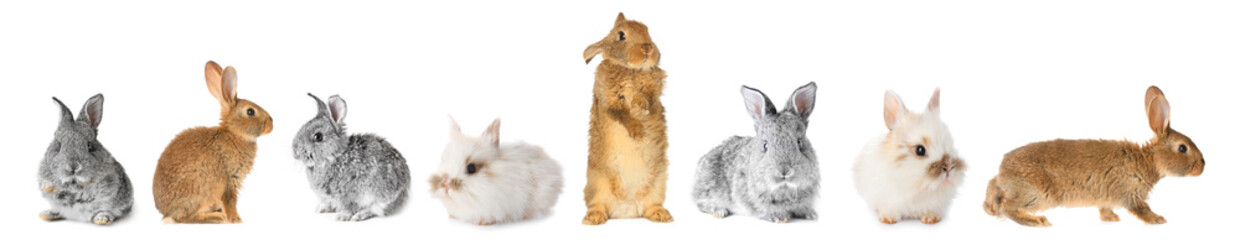 Cute fluffy rabbit on white background