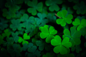 Small green Clover leaves pattern background, Natural and St. Patrick's day background and shamrock...