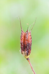 Red Columbine Seed Pod