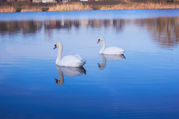 Two white swans float on the reflective water of the lake.
