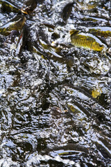 Kelah Fish at Kenyir Lake Kelah Sanctuary near Hulu Terengganu, Malaysia.