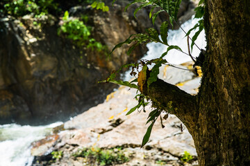 Tree trunk branch with leaves near the waterfall.