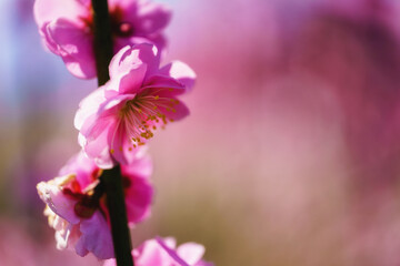 Obraz premium 早春