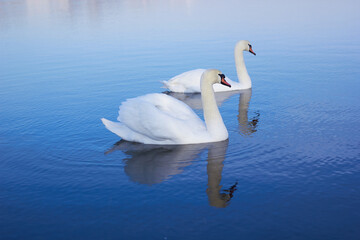 Two white swans float on the reflective water of the lake.
