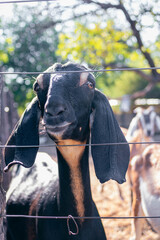 close-up of anglo nubian goat in field farm Cordoba Argentina