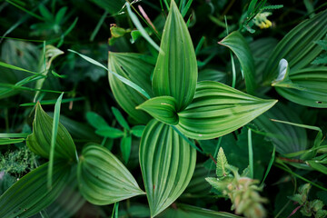 Pattern green fresh leaves background.
