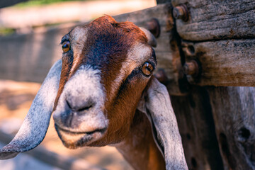 close-up of anglo nubian goat in field farm Cordoba Argentina