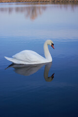 Obraz premium A beautiful swan swims across the reflective water of the lake. 