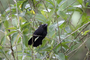 Smooth-billed Ani (Crotophaga ani) in Equador, South America