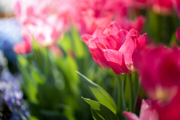 Beautiful bouquet of tulips. colorful tulips. nature background