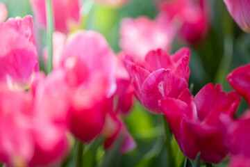 Beautiful bouquet of tulips. colorful tulips. nature background