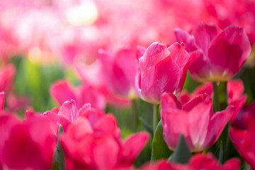 Beautiful bouquet of tulips. colorful tulips. nature background