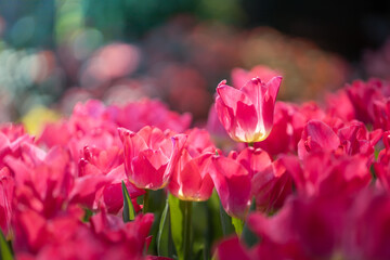 Beautiful bouquet of tulips. colorful tulips. nature background