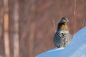 Jeune tétras du Canada mâle dans la neige
