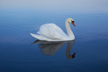 Obraz premium A beautiful swan swims across the reflective water of the lake. 