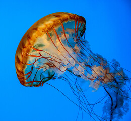 images of captive jellyfish in an aquarium.