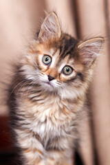 Fototapeta premium Close-up portrait of a kitten 