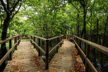 Double path with dry leaves on the ground that lead to observe the mangrove and its flora and fauna at Omijya Road Park. Iriomote Island.