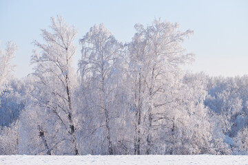 Frozen birch trees covered with hoarfrost and snow.
