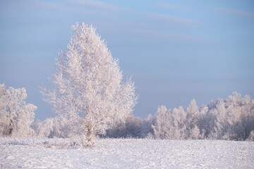 Frozen birch trees covered with hoarfrost and snow.
