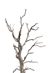 Fototapeta na wymiar Dry branch of dead tree with cracked dark bark.beautiful dry branch of tree isolated on white background.Single old and dead tree.Dry wooden stick from the forest isolated on white background .