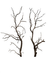 Fototapeta premium Dry branch of dead tree with cracked dark bark.beautiful dry branch of tree isolated on white background.Single old and dead tree.Dry wooden stick from the forest isolated on white background .