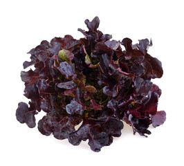 Red oak leaf lettuce isolated on white background