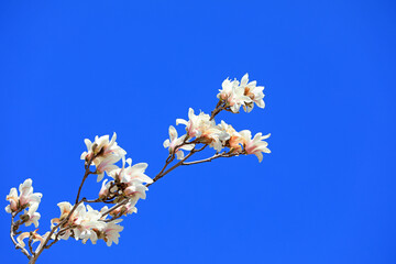 magnolia micro photos of flowers