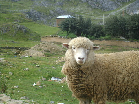 oveja
